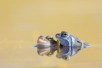 Moorfrosch Rana arvalis in einem Teich