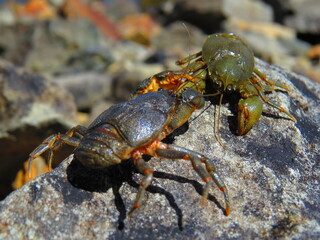 crab on rock