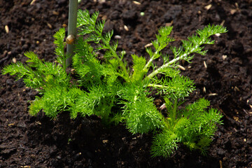 chamomile garden plant used for teas or fragrancxe or in aromatherapy without flowers