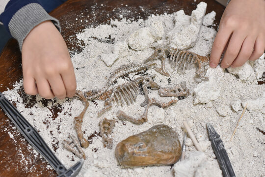 Happy child digging the dinosaur and having fun with archaeology excavation kit. Boy plays an archaeologist excavated, training for dig fossil