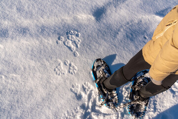 Snow covered landscape in northern Canada with animal paw prints of a lynx or fox stamped, walked into white ground with person in snowshoes along side for scale.