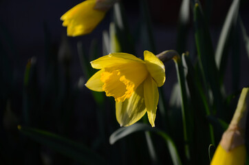 Yellow daffodil on a garden background. Daffodil Yellow Trumpet Macro. Close up.