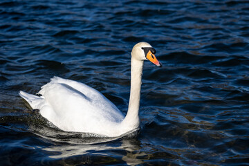 Obraz premium Mute swan, Cygnus olor swimming on a lake in Munich, Germany