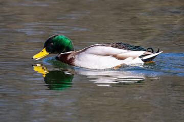 Wild duck or mallard, Anas platyrhynchos swimming in a lake in Munich, Germany
