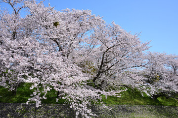 三重県伊勢市　宮川堤の桜
