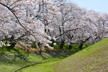 三重県伊勢市　宮川堤の桜