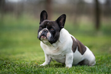 Fototapeta premium french bulldog sitting on grass