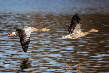 The flying greylag goose, Anser anser is a species of large goose