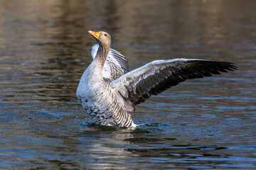 The greylag goose, Anser anser is a species of large goose
