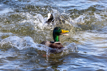 Wild duck or mallard, Anas platyrhynchos swimming in a lake in Munich, Germany