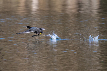 The Eurasian coot, Fulica atra swimming on the Kleinhesseloher Lake at Munich, Germany