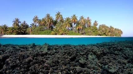 split level underwater photo of reef and the beach with palm trees © Michael