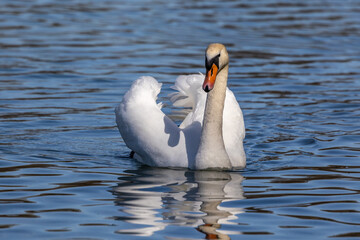 Obraz premium Mute swan, Cygnus olor swimming on a lake in Munich, Germany