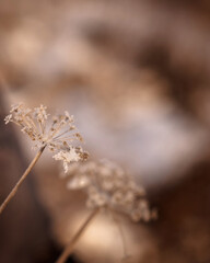 Winter nature with Ural plant. Natural Background