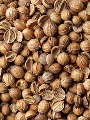 A closeup of cilantro seeds. Spices coriander.