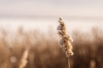 Lake in snow, winter nature. Ural plants.