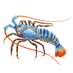 Beautiful image with watercolor hand drawn rainbow lobster. Stock illustration.