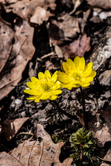 Ice flowers-Early Spring Landscape of Jingyuetan National Forest Park, Changchun, China