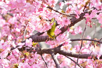 河津桜とメジロ
