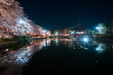 Fototapeta premium 夜桜
