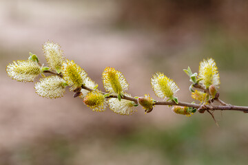 Willow branch with male catkins in spring. Salix.