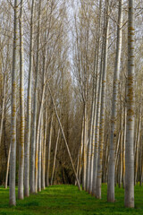 Forest with high trunks of Canadian poplar. Populus canadensis.