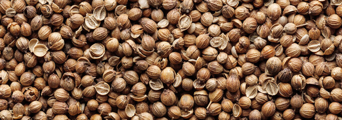 Panoramic photo of cilantro seeds. Spices coriander.