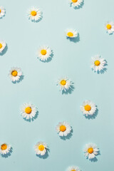 Small daisy flowers on blue background; minimal spring background