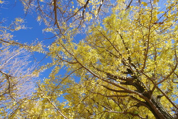 Fototapeta premium 銀杏