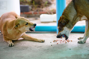 Two dogs are biting each other to compete for food.