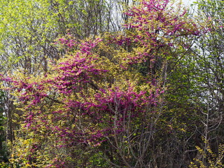 arbusto de pequeñas flores color lila, lerida, españa, europa