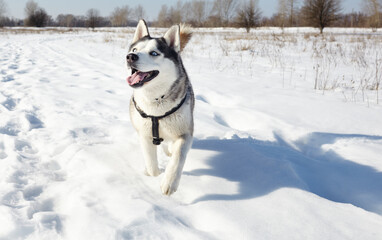 Husky dog running in the snow