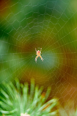 Abstract blurry image of spider web in autumn forest. Close-up of spider weaving web