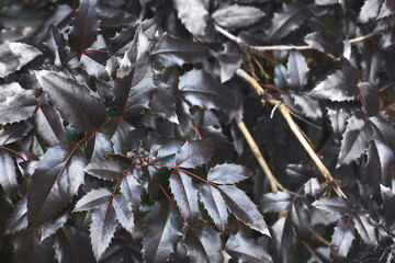 purple bush leaves close. nature spring background.