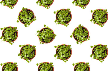 Obraz premium Pattern of pots with microgreen on a white background