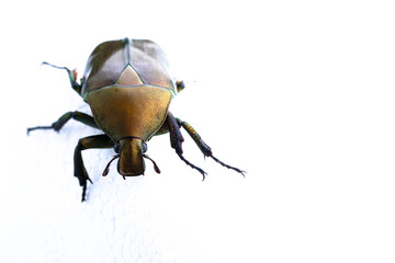 The beetle was photographed on a white background.