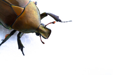 The beetle was photographed on a white background.