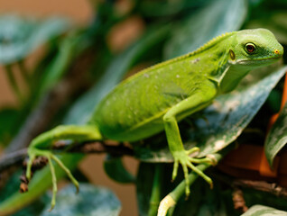 Brachylophus fasiatus lizard in a natural museum