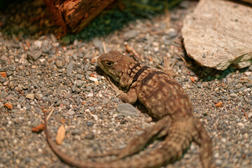 oplurus cuvieri lizard in a natural museum