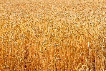 Golden yellow ears of ripe wheat on agricultural field in sunny summer day