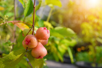 Pink rose apple after rain on tree in garden,Thailand