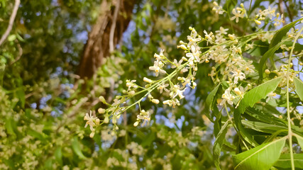 Blossoming flowers of azadirachta indica (Neem tree), close up view with blurred background