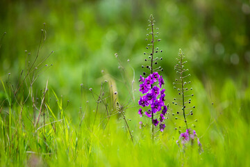 Verbascum phoeniceum flower, Purple mullein or temptress purple plant from family Scrophulariaceae growing on grassland