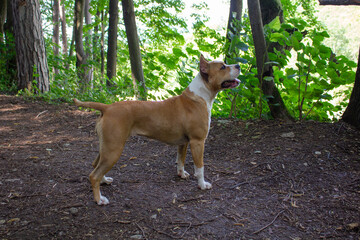 american staffordshire terrier