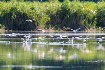a flock of river gulls flies over the water