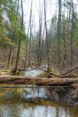 Forest and river with fallen trunks of trees in spring, vertical
