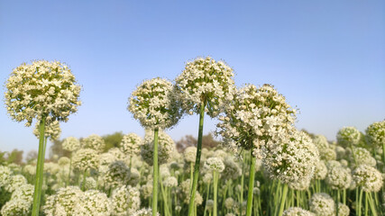 Blossoming onion crop flowers with blue sky, onion seeds production