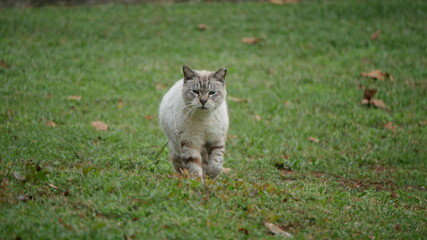 Naklejka na ściany i meble Stray cat strolling in the grass - White and gray cat walking in a public park towards the camera