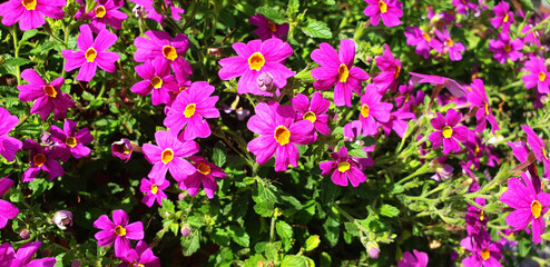 Obraz premium Panorama of crimson flowers primula vulgaris.