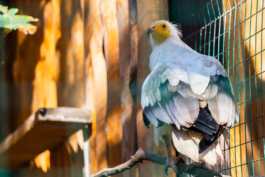 Portrait of egyptian vulture or Neophron percnopterus bird